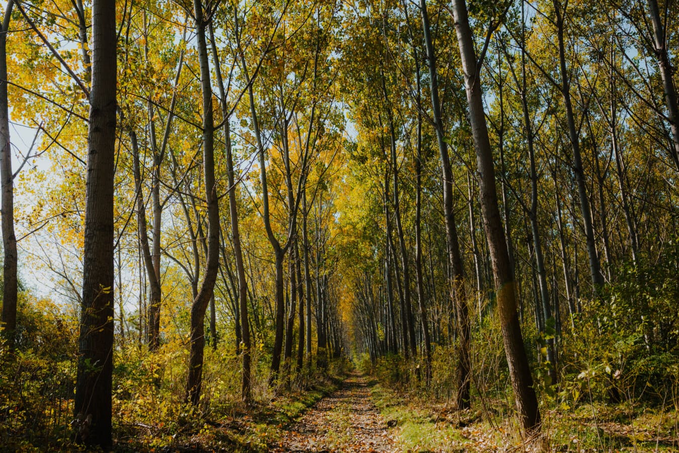 forest with path in fall