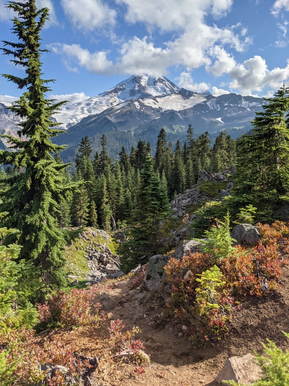 forest with in distance with rocks